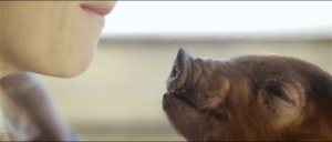 Babe 3: Pig in existential crissis. Courtesy hellohelicopter.livejournal.com.